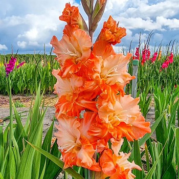 GLADIOLA ´CORAL CRUSH´ (7 cibulí)