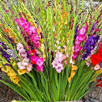 GLADIOLA ´LARGE FLOWERING´ (10 cibulí)