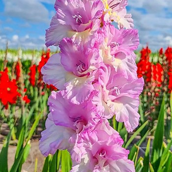GLADIOLA ´MAGENTA PRINCESS´ (7 cibulí)
