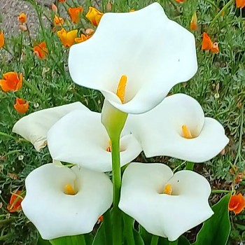 KALA (Kornoutice) ´AETHIOPICA´ (1 cibule)