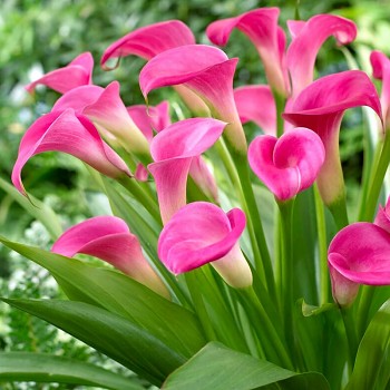 KALA (Kornoutice) ´GARNET GLOW´ (1 cibule)