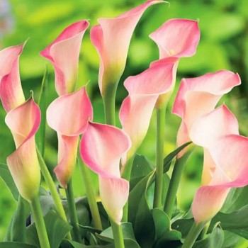 KALA (Kornoutice) ´STRAWBERRY BLUSH´ (1 cibule)