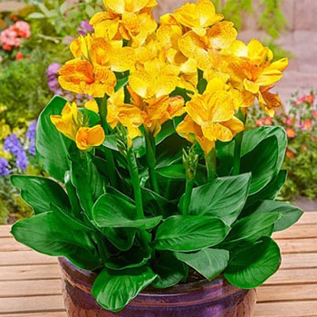 DOSNA ´CLEOPATRA YELLOW´ (1 hlíza)	