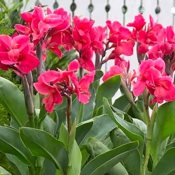 DOSNA ´SHINING PINK´ (1 hlíza)