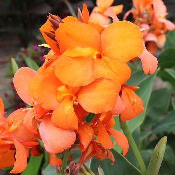 DOSNA ´SHINING ORANGE´ (1 hlíza)