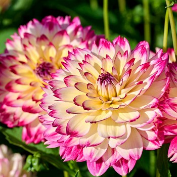 JIŘINA ´APHRODITE´ (1 hlíza)