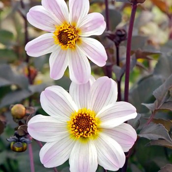 JIŘINA BISHOP OF DOVER (1 hlíza)