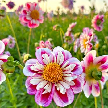 JIŘINA BUMBLE RUMBLE (1 hlíza)