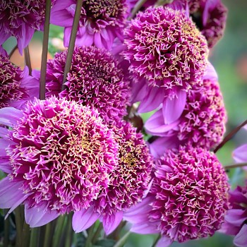 JIŘINA FENNA BAAIJ (1 hlíza)