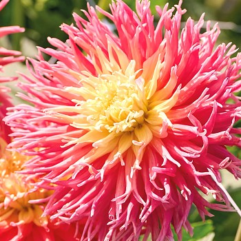 JIŘINA FRINGED STAR (1 hlíza)