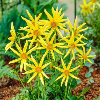 JIŘINA HONKA YELLOW (1 hlíza)