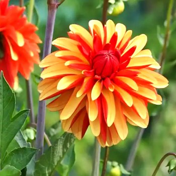 JIŘINA JAPLOU (1 hlíza)