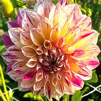 JIŘINA KAMELEON (1 hlíza)