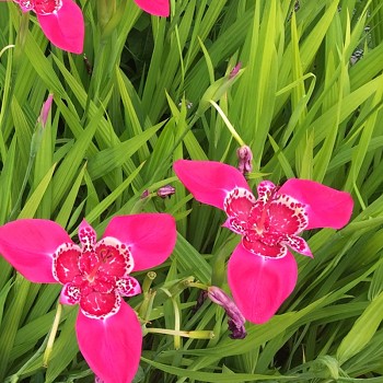 Tygřice PINK (10 cibulí)	