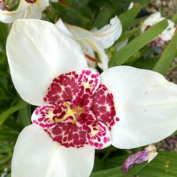 Tygřice WHITE (10 cibulí)