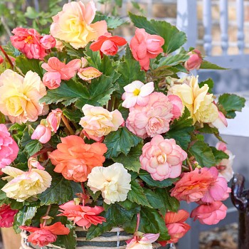 BEGÓNIE ´PASTEL WAVE MIX´ (3 cibule)