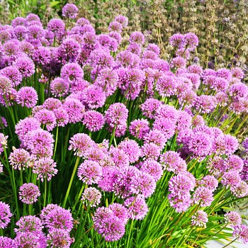 OKRASNÝ ČESNEK ´MILLENIUM´ (1 hlíza) 