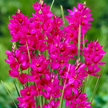 DUHOVNICE ´MABEL´ (20 cibulí)