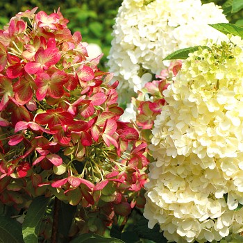 HORTENZIE LATNATÁ ´GRAFFITI´® kont. 4L