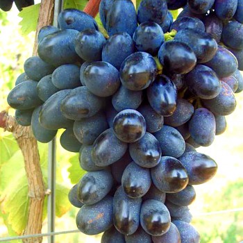 RÉVA MODRÁ ´BLACK MAGIC´- bezsemenná