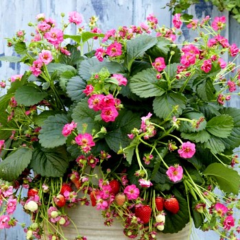 JAHODNÍK PŘEVISLÝ ´SUMMERBREEZE CHERRY BLOSSOM´ - do truhlíků