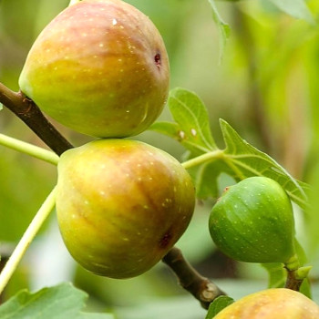 FÍKOVNÍK ´GENTILE BIANCO´ kmínek 90cm