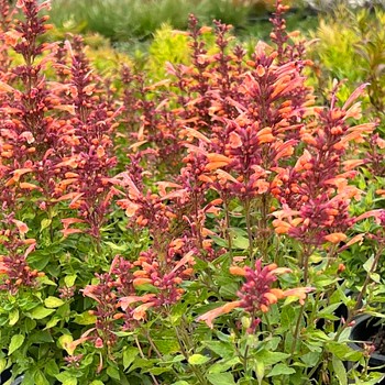 AGASTACHE ´MANGO TANGO´
