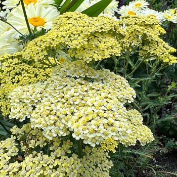 ŘEBŘÍČEK ´HELLA GLASHOFF´