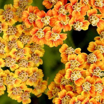 ŘEBŘÍČEK ´INCA GOLD´