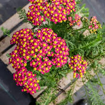 ŘEBŘÍČEK ´MILLY ROCK CHERRY´