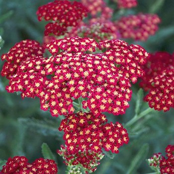 ŘEBŘÍČEK ´SASSY SUMMER SANGRIA´