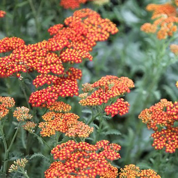 ŘEBŘÍČEK ´WALTHER FUNCKE´