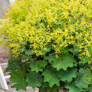 KONTRYHEL MĚKKÝ ´AUSLESE´