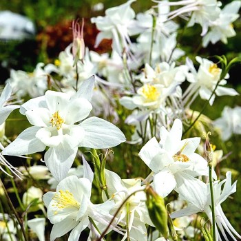 ORLÍČEK ´KRISTALL´