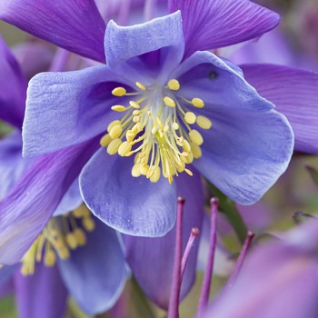 ORLÍČEK ´EARLYBIRD PURPLE BLUE´