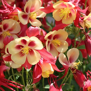 ORLÍČEK ´EARLYBIRD RED YELLOW´