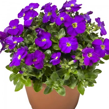 TAŘIČKA ´GLACIER VIOLET´	