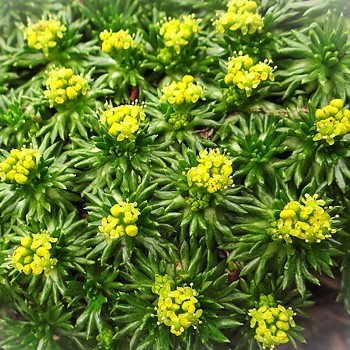 AZORELA TŘÍDÍLNÁ 