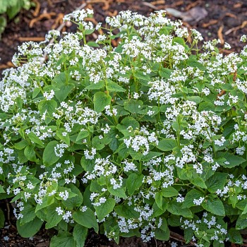 POMNĚNKOVEC VELKOLISTÝ ´BETTY BOWRING´