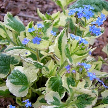 POMNĚNKOVEC VELKOLISTÝ ´VARIEGATA´