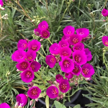 ROZESTÁLKA OKOLÍKATÁ