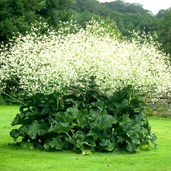 KATRÁN SRDČITOLISTÝ  ko 2L