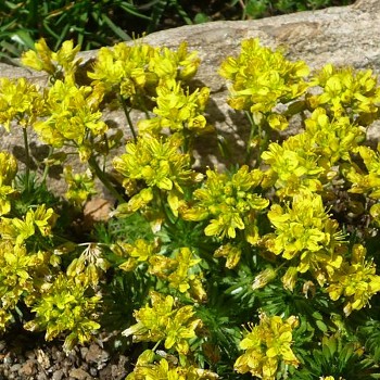 CHUDINA VZNEŠENÁ ´NAPOLEON´