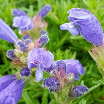 VČELNÍK ´FUJI BLUE´