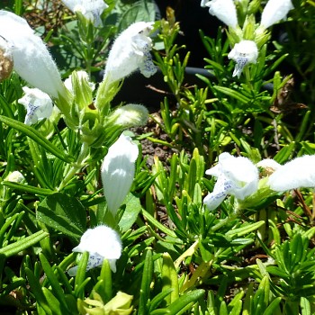 VČELNÍK ´FUJI WHITE´