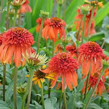 TŘAPATKA NACHOVÁ ´CARROT CAKE´ kont. 1,3L