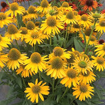 TŘAPATKA NACHOVÁ ´KISMET YELLOW´ kont. 1,2L