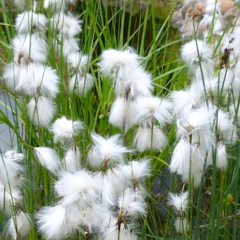 SUCHOPÝR ÚZKOLISTÝ 