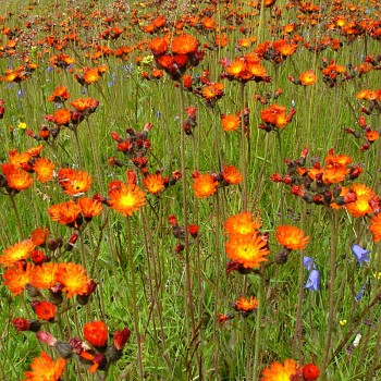 JESTŘÁBNÍK ORANŽOVÝ