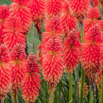 KLEOPATŘINA JEHLA ´POCO RED´